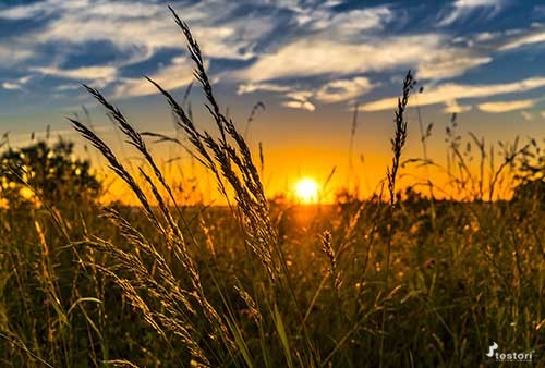 Industria Alimentare